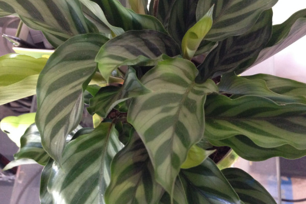 花葉萬年青能放室內(nèi)嗎