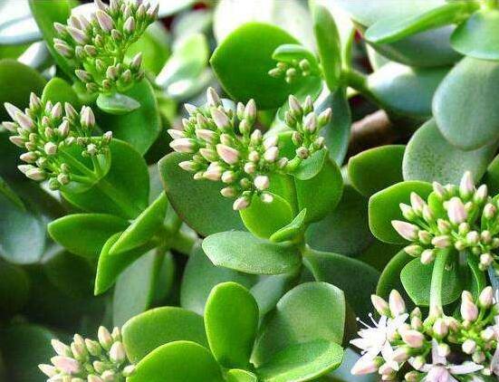 玉樹怎么澆水效果最好，不干不澆、澆則澆透