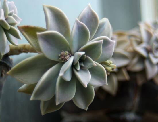 寶石花怎樣養(yǎng)才能長(zhǎng)得快，做好四個(gè)要點(diǎn)生長(zhǎng)的青翠欲滴