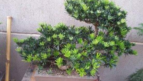 羅漢松品種，盤點羅漢松最珍貴的五大品種