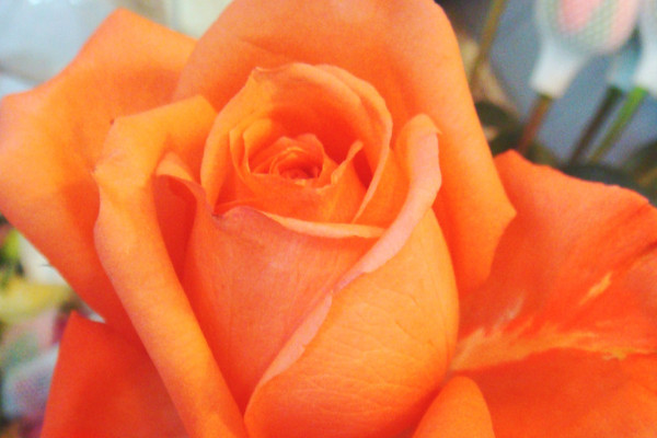 玫瑰花的養(yǎng)殖方法和注意事項(xiàng)