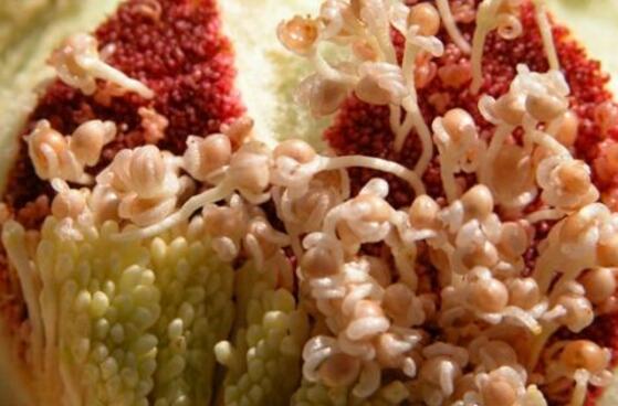 橡皮樹開花嗎，橡皮樹多久開花(一年兩次）