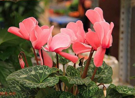 仙客來(lái)不長(zhǎng)新葉怎么辦，多半是盆土澆水光照導(dǎo)致