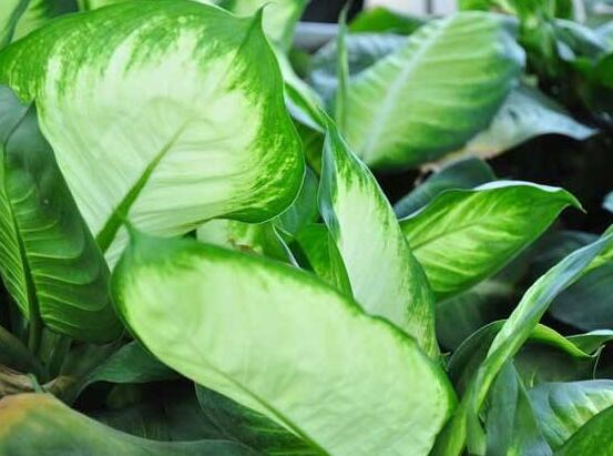 萬(wàn)年青的作用，凈化空氣、利尿、解毒