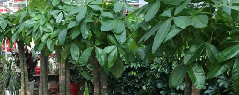 金錢樹(shù)和發(fā)財(cái)樹(shù)的區(qū)別