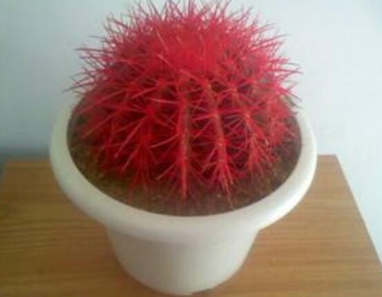 水培仙人球怎么養(yǎng)，教你六個(gè)最好步驟快速生根(7天)