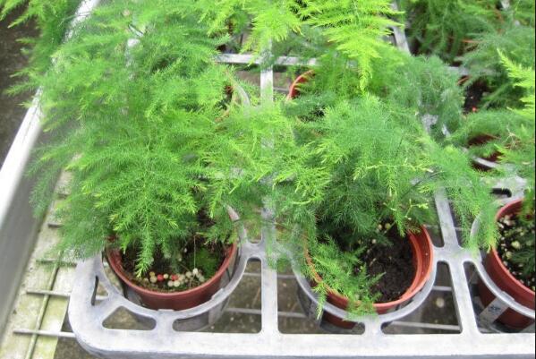 文竹黃葉怎么辦，找到黃葉原因及時進行處理