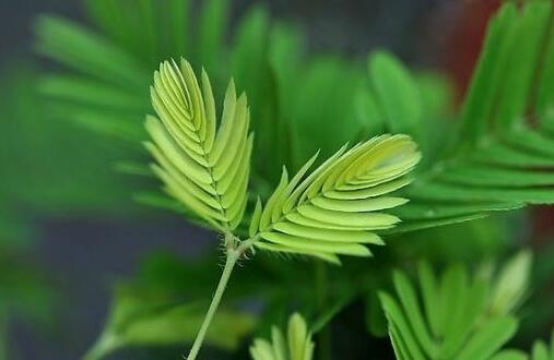 含羞草怎么養(yǎng)才活的久，要對它進行人工繁殖才行