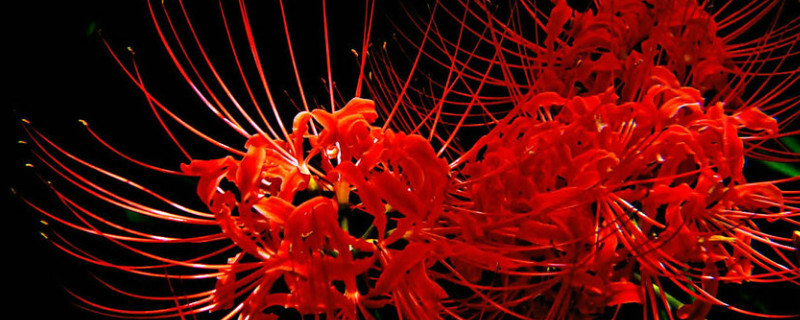 彼岸花是什么季節(jié)開(kāi)的