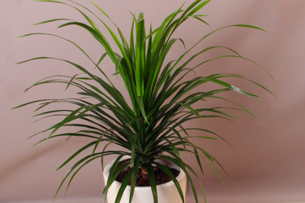 龍血樹葉子下垂怎么辦，可補(bǔ)充光照或控制澆水