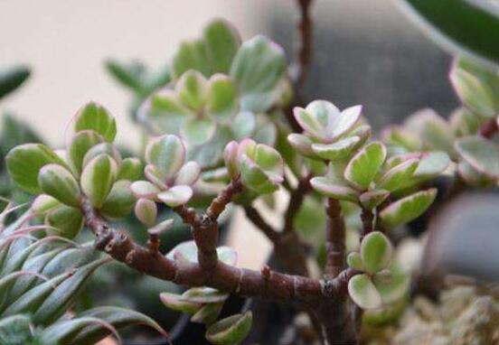 雅樂之舞水培怎么養(yǎng)，勤換水、保持合適溫度光照/前期養(yǎng)護(hù)