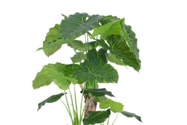 滴水觀音怎么過(guò)冬