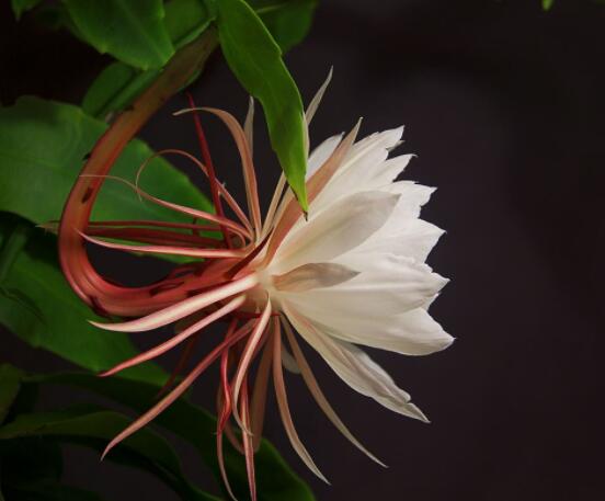 曇花怎么澆水，不同季節(jié)不同澆水量(見干見濕)