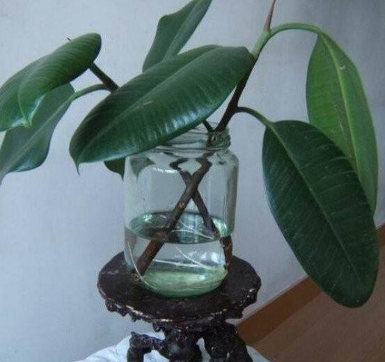 橡皮樹泡水幾天生根，最快半個月時間生長出根