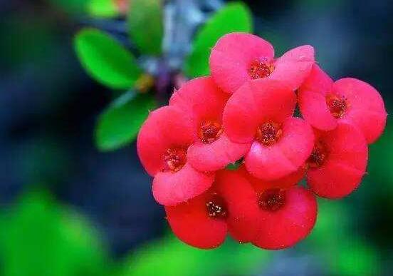 虎刺梅掉葉子怎么辦，四種原因以及解決方法