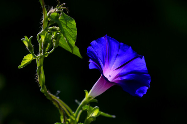 牽?；ǚN子要多少時(shí)間可以成熟