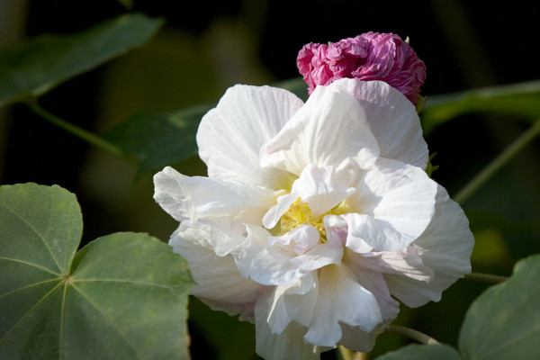 芙蓉花小苗怎么養(yǎng)護(hù)