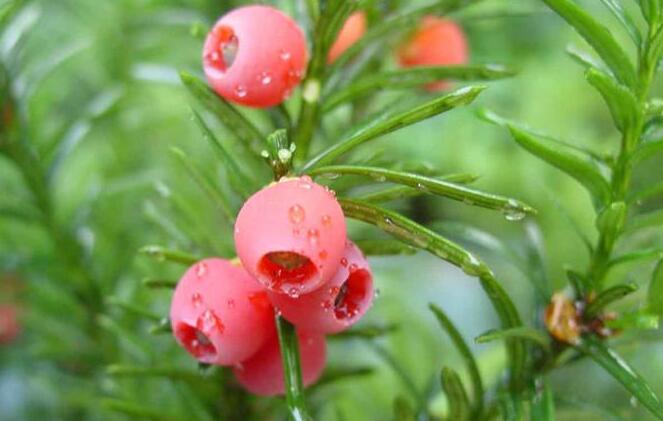 紅豆杉爛根怎么辦，澆水過多是爛根主要原因之一