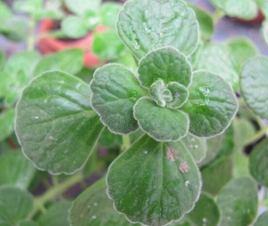 碰碰香木質(zhì)化怎么辦，只需要立馬重新進行扦插繁殖