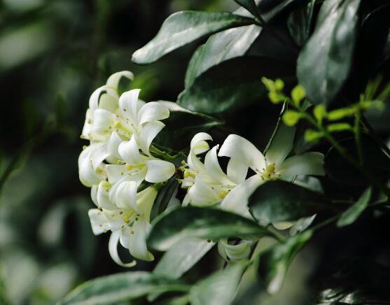 九里香的養(yǎng)殖方法和注意事項，老農(nóng)總結(jié)出七大養(yǎng)殖基本方法