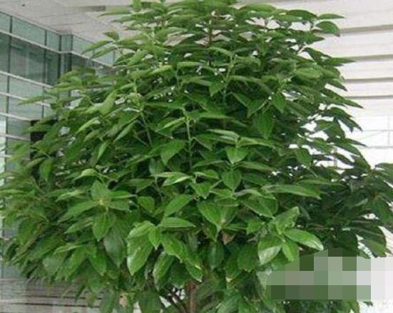 平安樹(shù)好養(yǎng)嗎，教你簡(jiǎn)單四種養(yǎng)殖方法/闔家幸福、萬(wàn)事如意