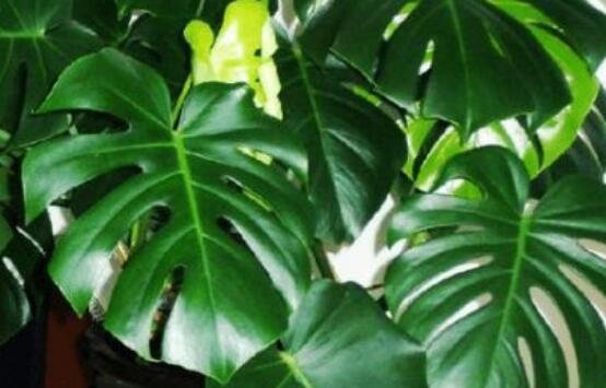 誤食龜背竹葉子怎么辦，第一時(shí)間去醫(yī)院積極治療(中毒較深)