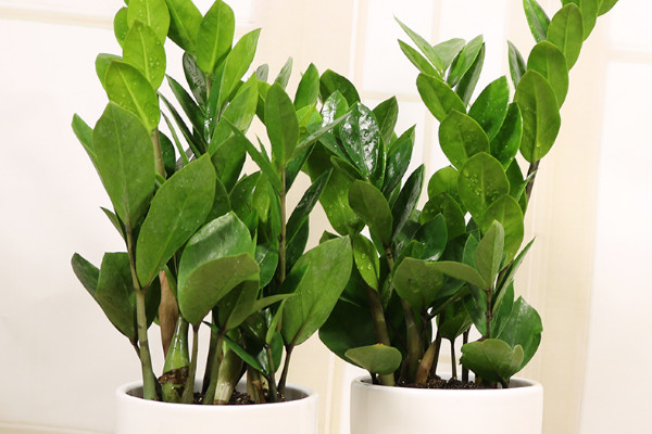 金錢樹的施肥方法和注意事項(xiàng)