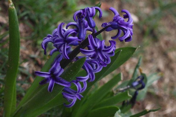 風(fēng)信子的花語