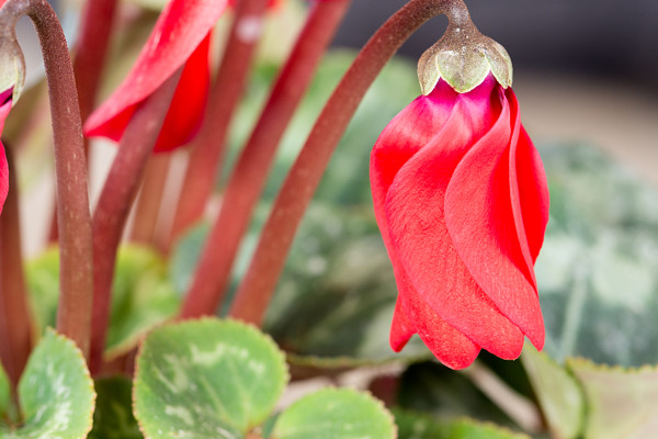 仙客來(lái)根部腐爛怎么辦