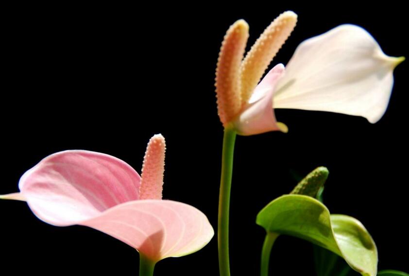 紅掌扦插圖解，極高成活率的方法