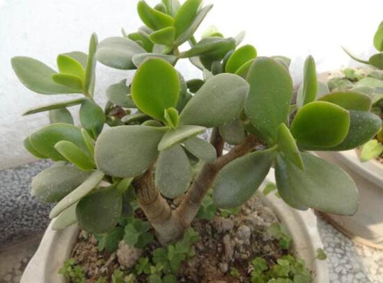 燕子掌換土后要澆水嗎，可根據(jù)具體情況來具體對待