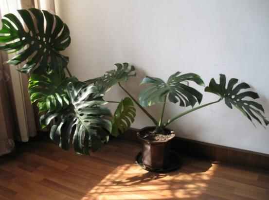 家里養(yǎng)龜背竹好嗎，吸收甲醛、凈化空氣、招財增壽