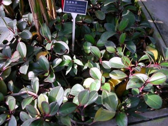 紫邊碧玉怎么養(yǎng)，七個基本方法教你養(yǎng)殖好