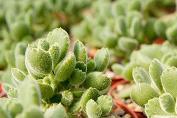 多肉植物熊童子掉葉子，找出問(wèn)題的原因及時(shí)處理