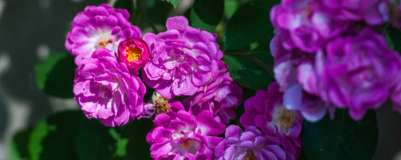 薔薇花的養(yǎng)殖方法