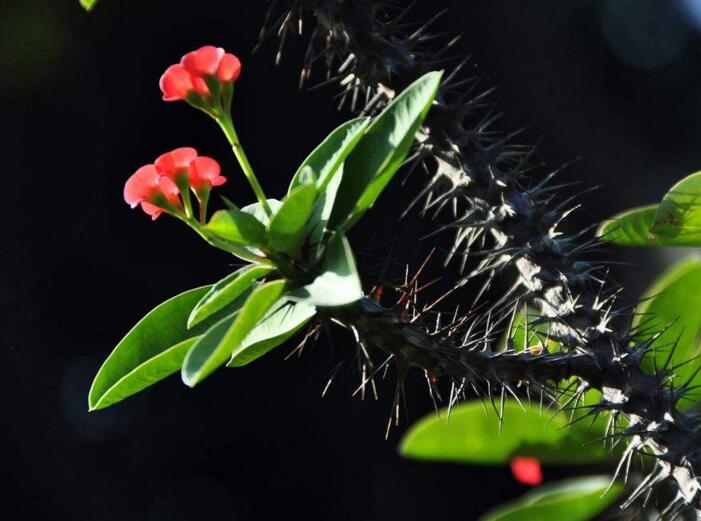 盆栽虎刺梅的養(yǎng)殖方法，施肥澆水頭頭要顧到