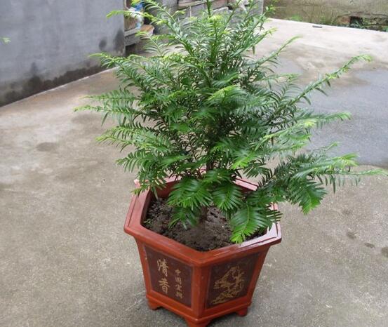 如何養(yǎng)紅豆杉，土壤要豐富營(yíng)養(yǎng)/肥水相結(jié)合