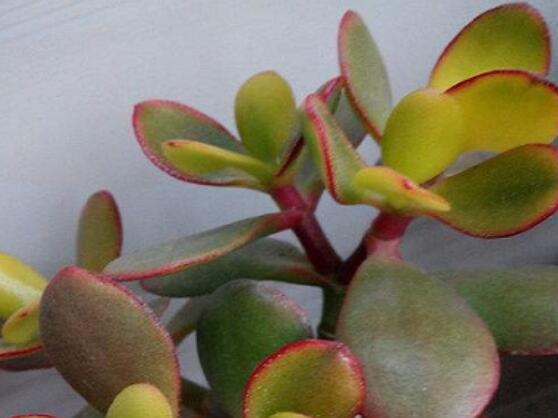 玉樹葉子發(fā)黃怎么補救，教你三種最直接有效的補救方法