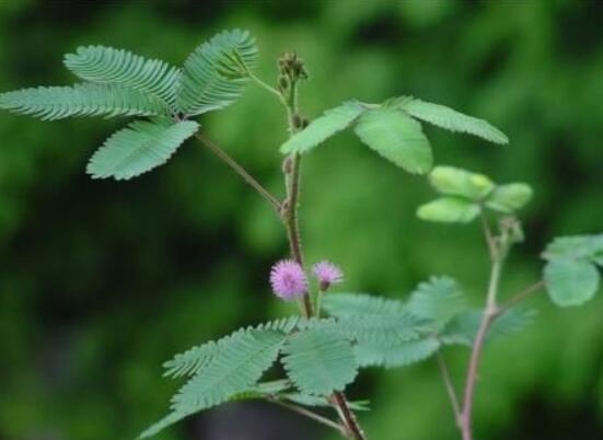 含羞草對(duì)人體有害嗎，微毒無(wú)害/美化家居、凈化空氣