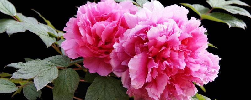 牡丹花的養(yǎng)護方法