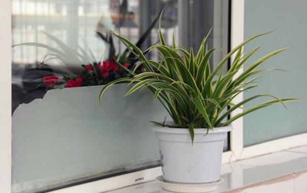 一帆風(fēng)順吸收甲醛嗎，除甲醛效果好