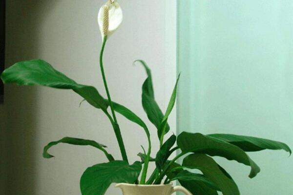 一帆風(fēng)順可以水養(yǎng)嗎，水培的重點(diǎn)在于氧氣、營養(yǎng)以及陽光