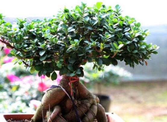 榕樹掉葉子是什么原因，四種原因以及解決辦法