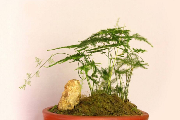 文竹怎么養(yǎng)才能更旺盛，提供充足散射光及時施肥