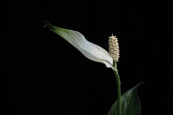 一帆風(fēng)順花可以放在臥室里嗎，可以放在臥室但要注意幾點(diǎn)