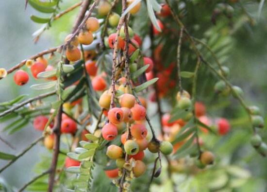 紅豆杉的藥用價(jià)值，盤點(diǎn)紅豆杉六大藥用價(jià)值