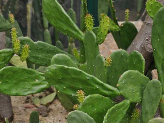 仙人掌怎么養(yǎng)可以又粗又壯，做到四個(gè)要點(diǎn)高枕無憂(健壯)