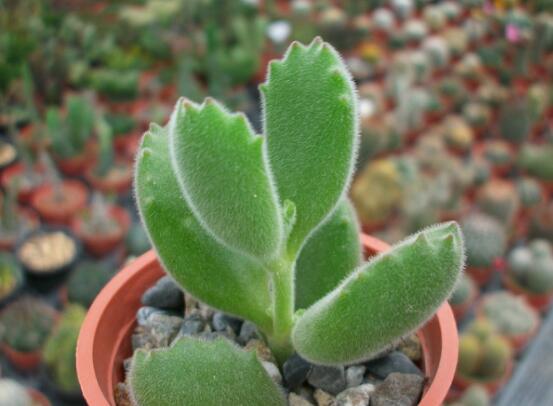 熊童子葉子發(fā)軟怎么辦，總結(jié)最實(shí)用三種解決方法