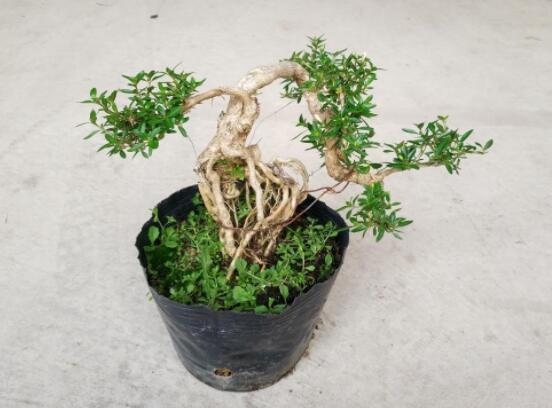 提根六月雪怎么養(yǎng)好，教你六個步驟造型更加美觀