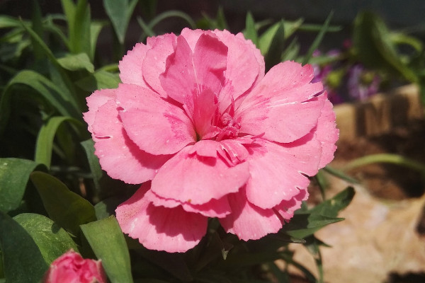 康乃馨種子種下后什么時(shí)候開花